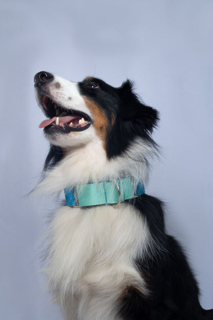 Collar martingale Aqua